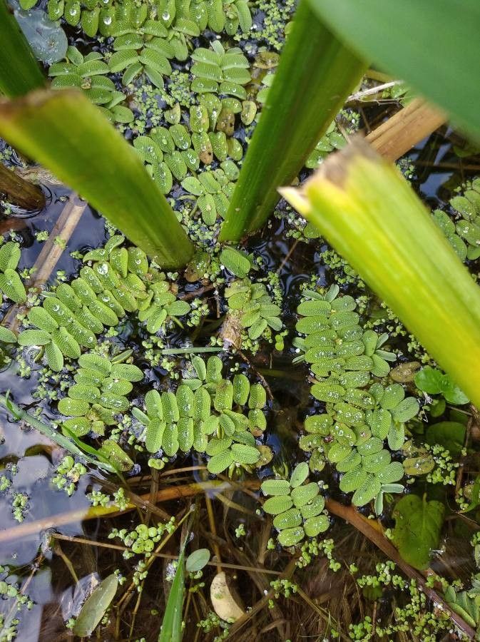 Salvinia natans — soil improver houseplant