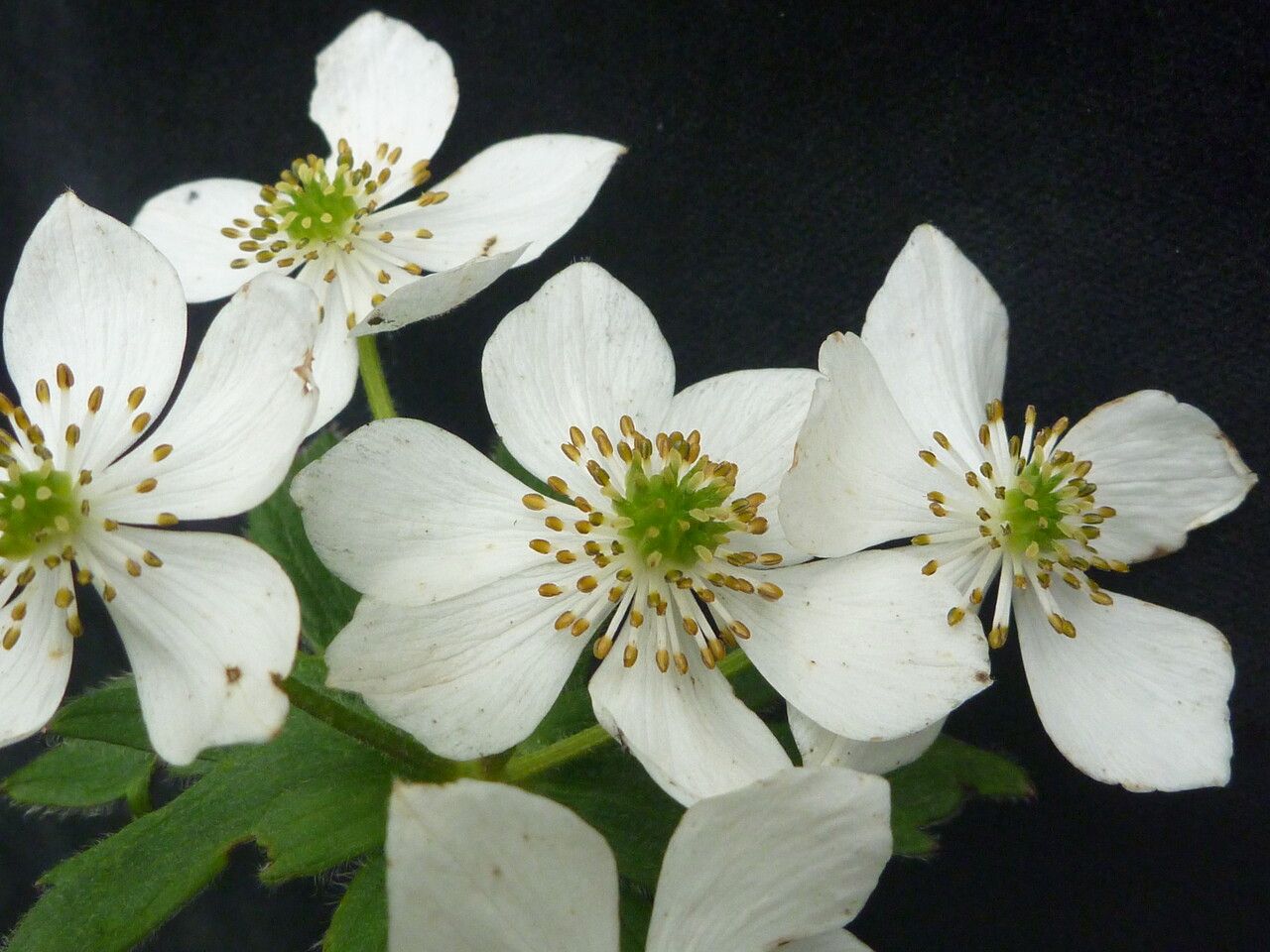 Anemonastrum polyanthes flower