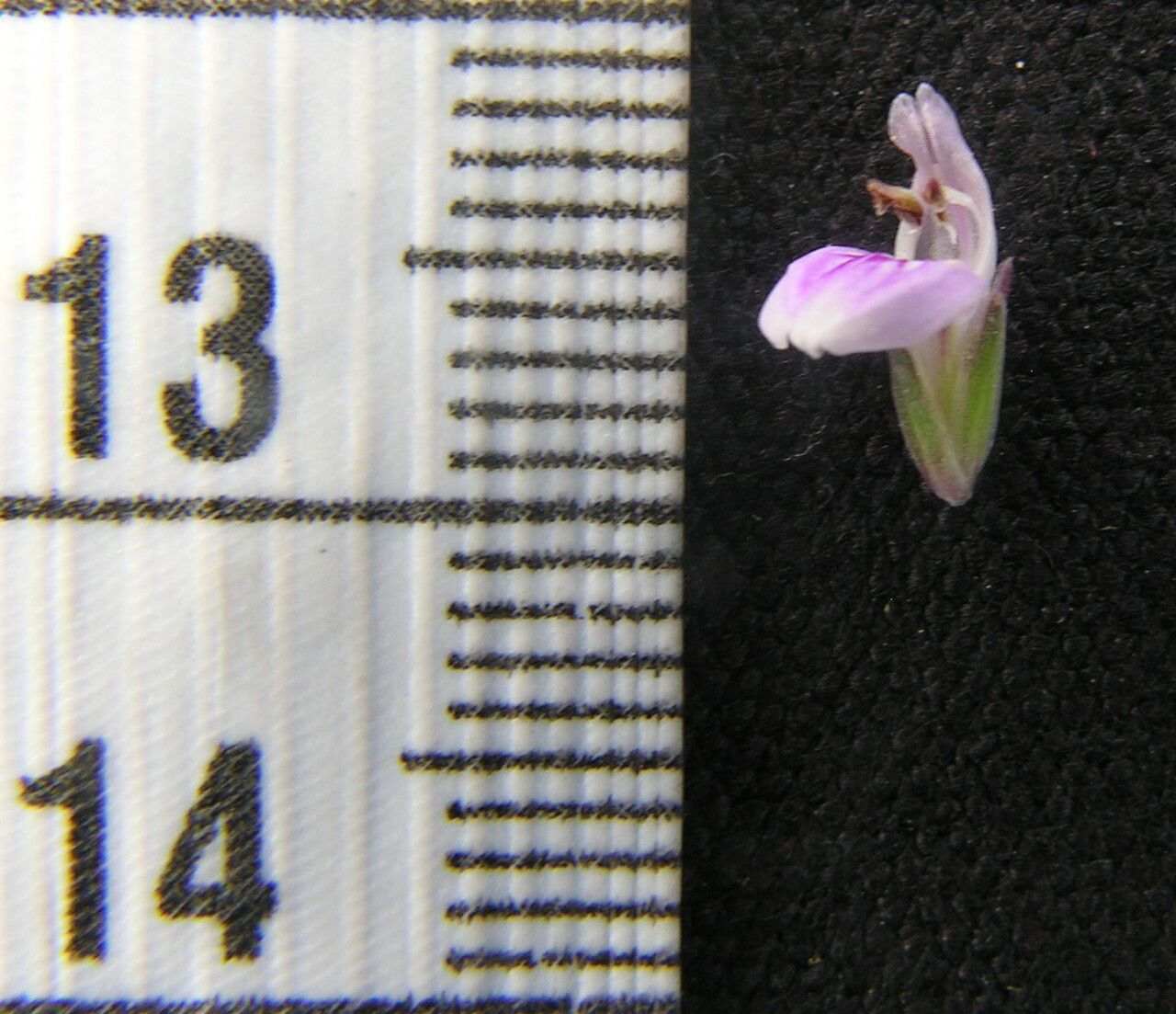 Rostellularia diffusa other