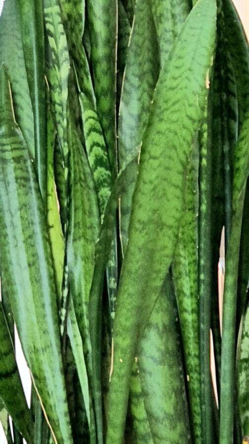 Sansevieria zeylanica leaf
