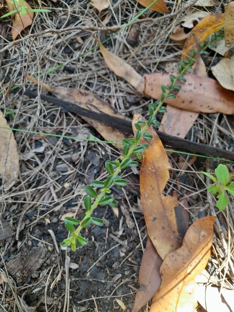 Phyllanthus hirtellus — houseplant care guide