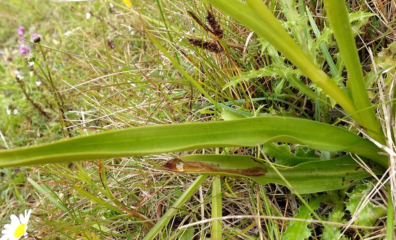 Gymnadenia Conopsea leaf
