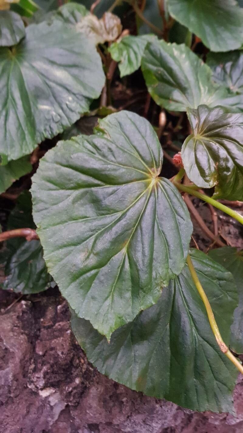 Begonia brachypoda — houseplant care guide