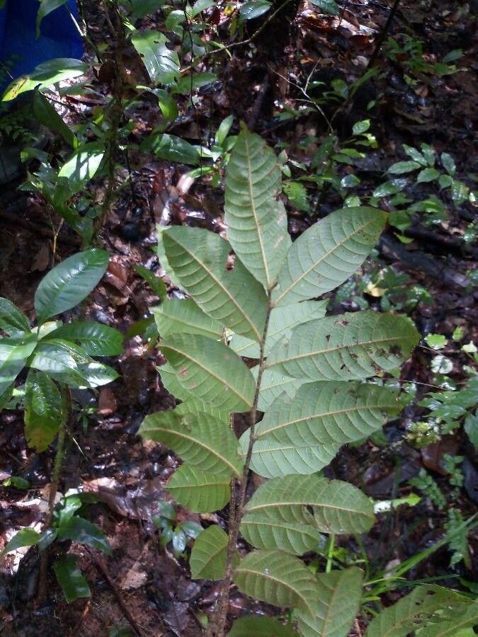Cupania scrobiculata leaf