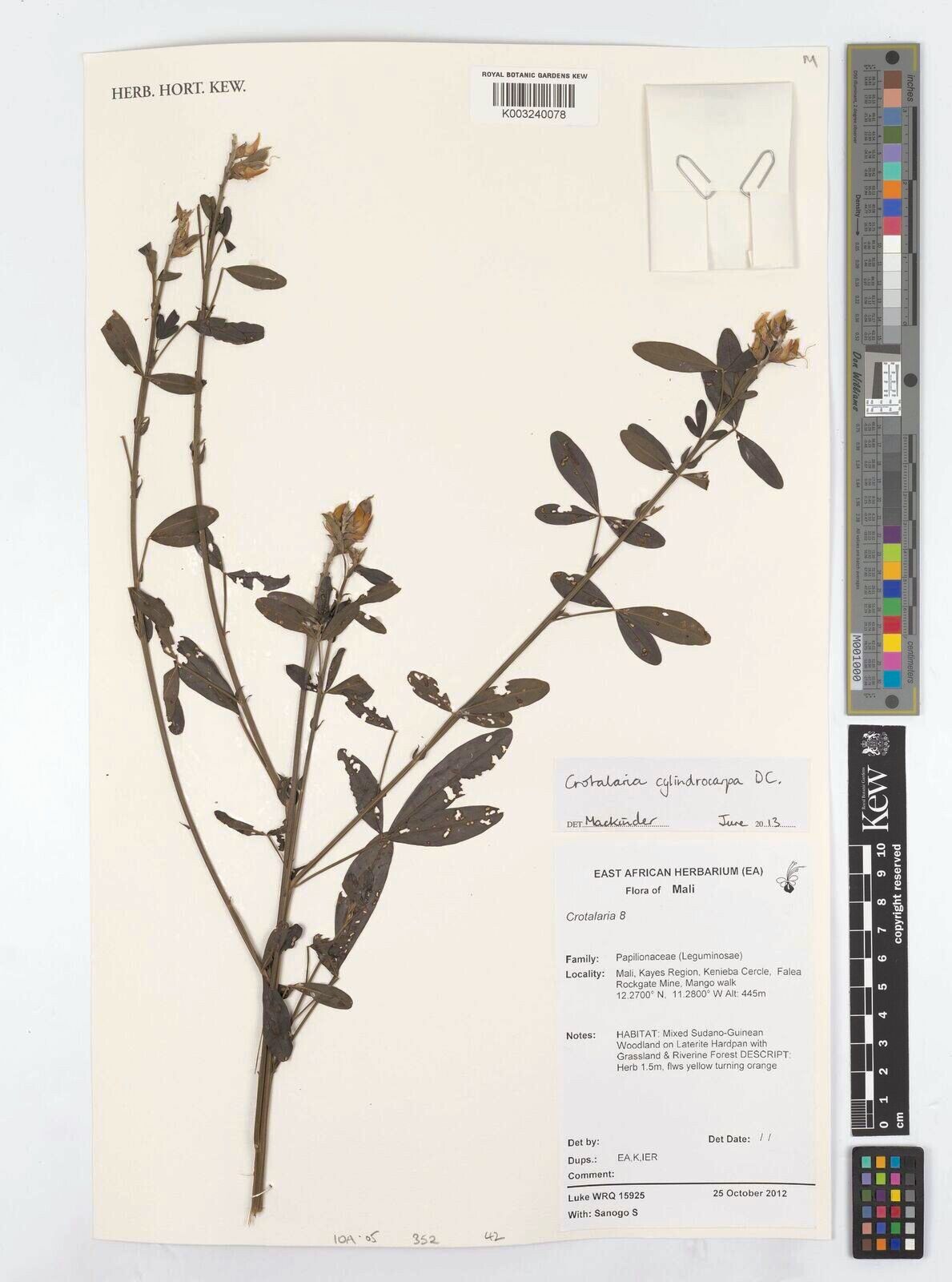 Crotalaria cylindrocarpa — houseplant care guide