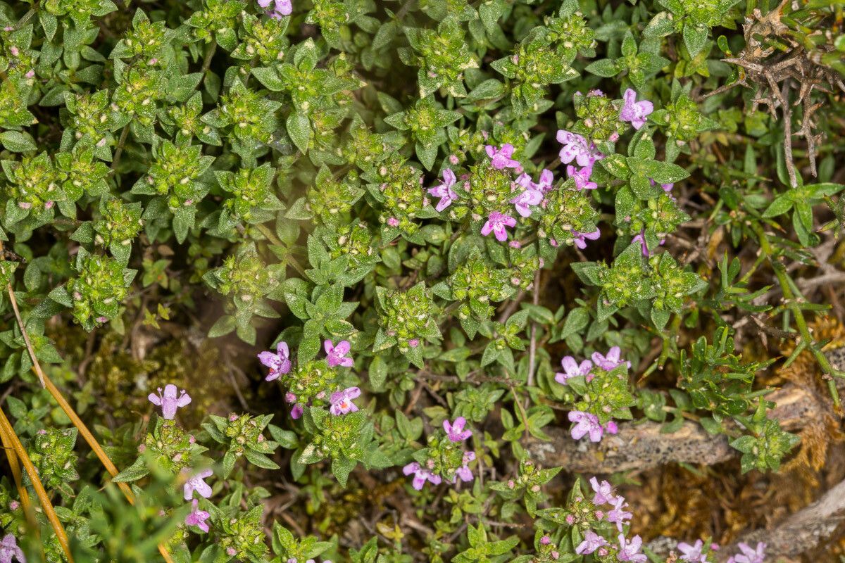 Thymus herba-barona — search result for 'Citrus'