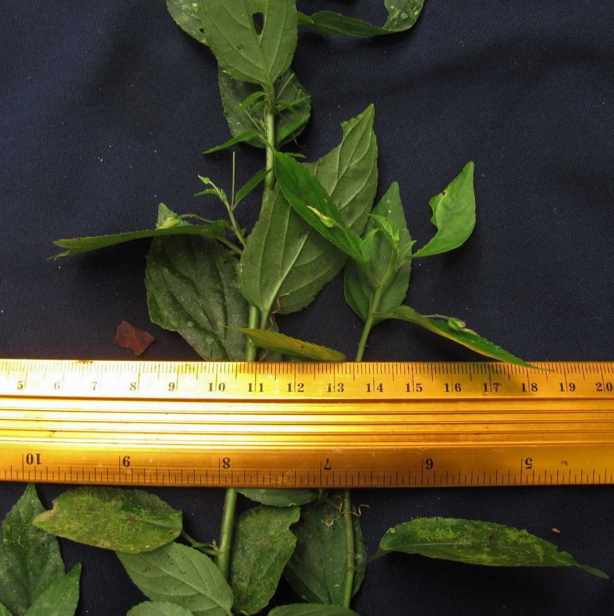 Hybanthus galeottii bark