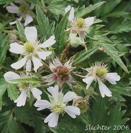 Rubus laciniatus flower