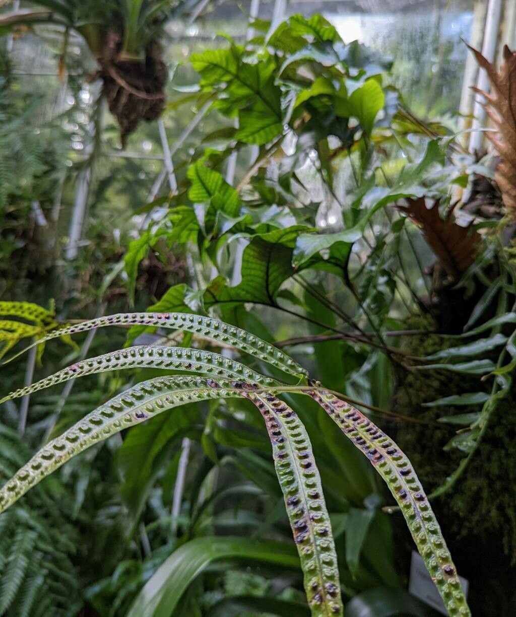 Selliguea triloba habit