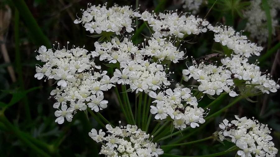 Laserpitium gallicum flower