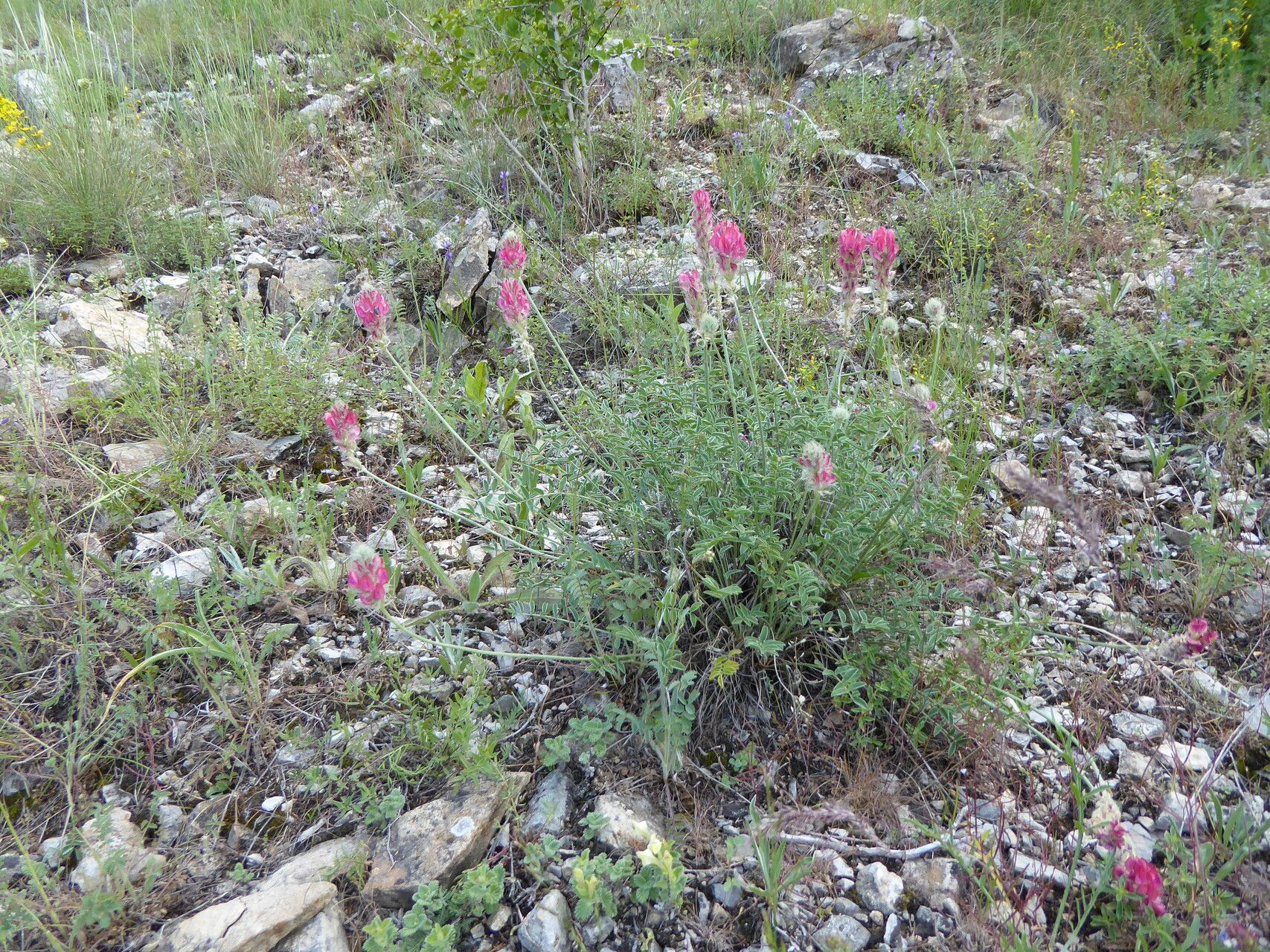 Hedysarum talassicum flower