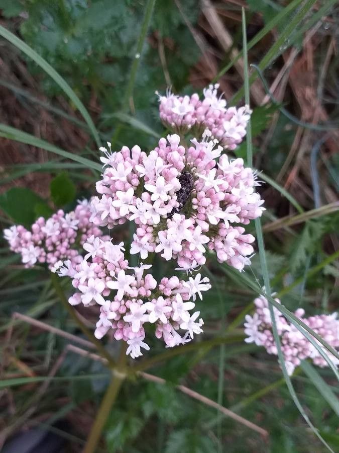 Valeriana tuberosa flower