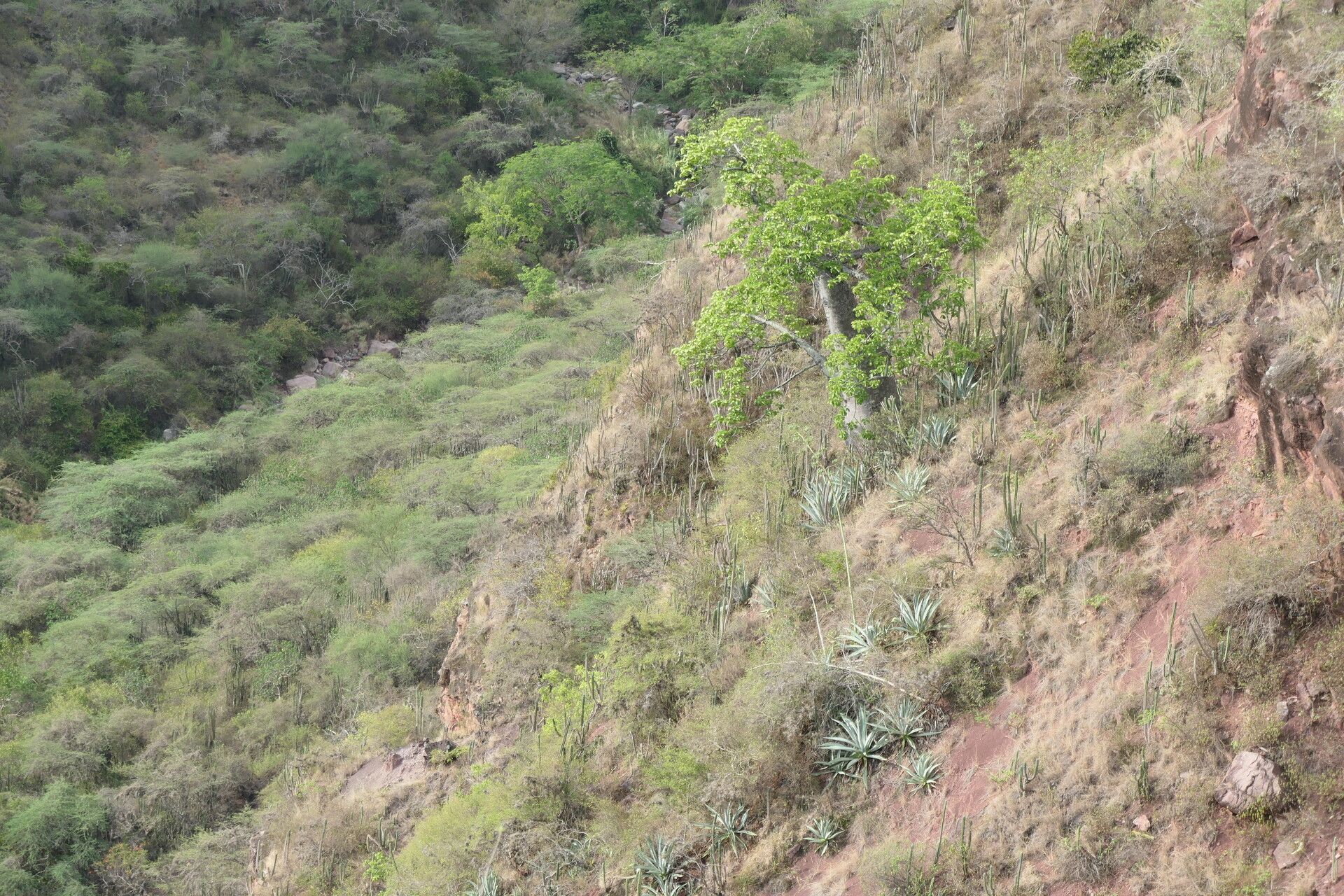 Cavanillesia chicamochae habit