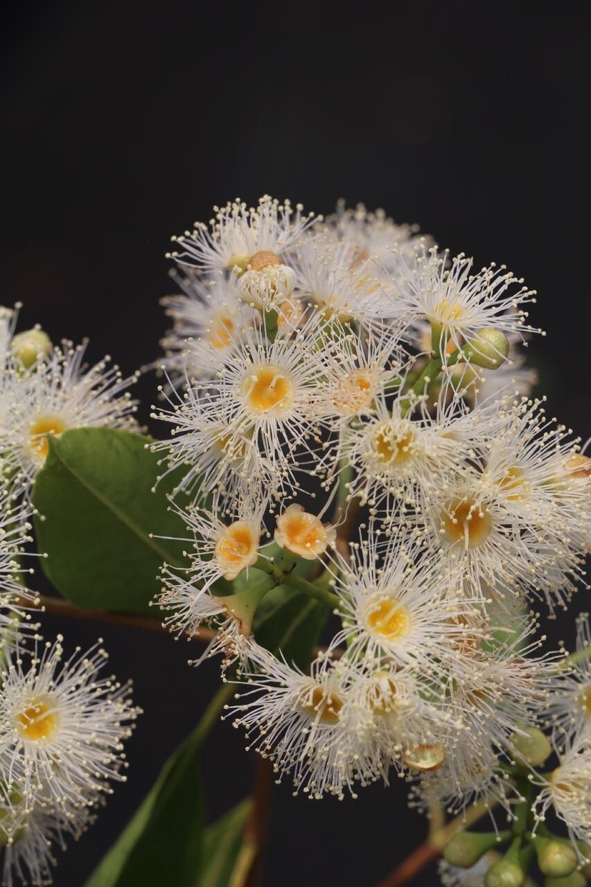 Syzygium × intermedium — houseplant care guide