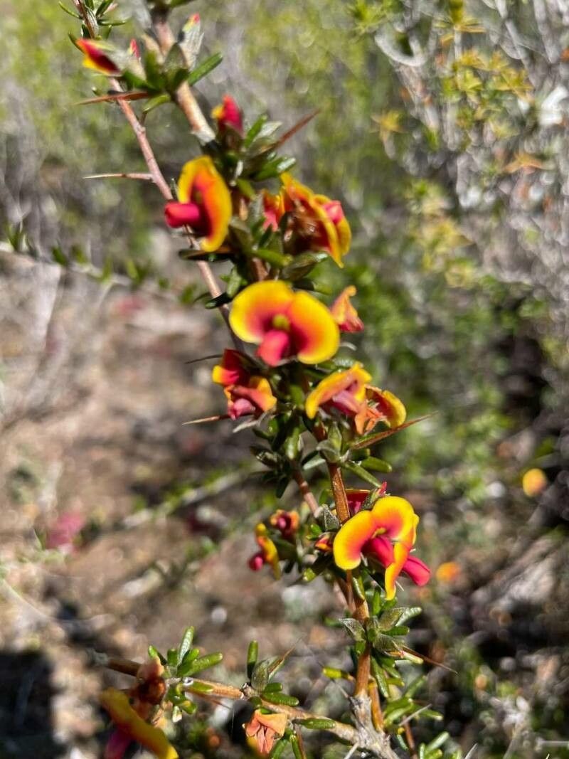 Daviesia divaricata — related species from the same genus