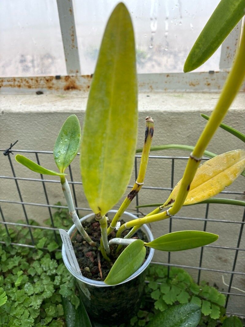 Cattleya porphyroglossa — houseplant care guide