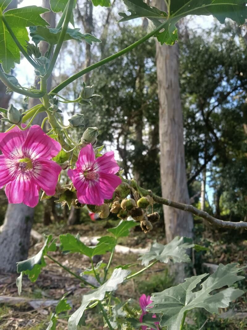 Lavatera arborea flower