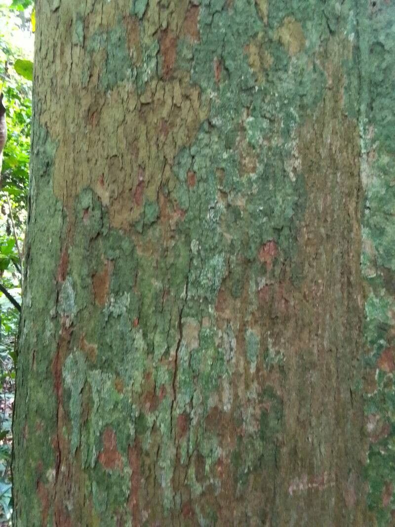 Irvingia excelsa bark