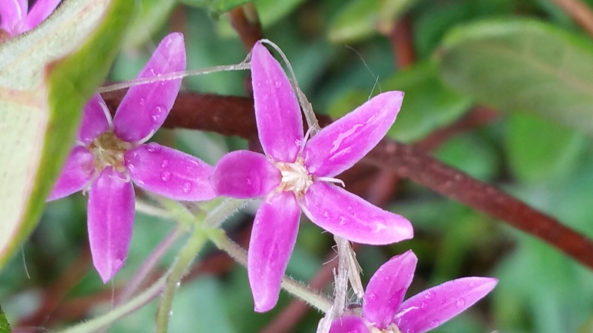 Pentopetia cotoneaster flower
