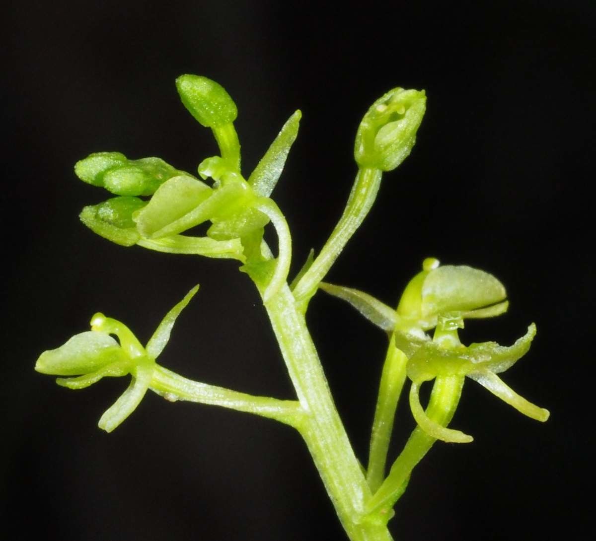 Liparis zosterops fruit