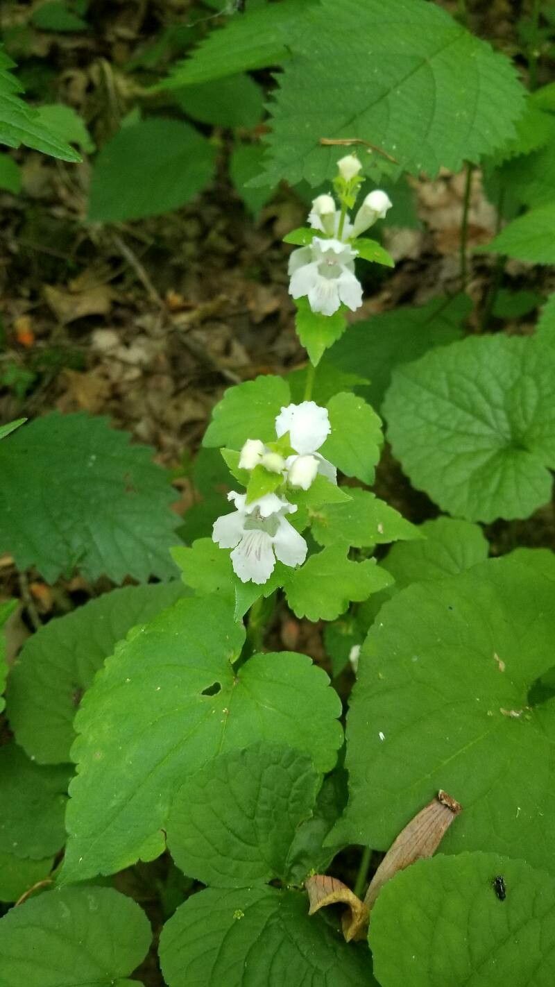 Synandra hispidula — houseplant care guide