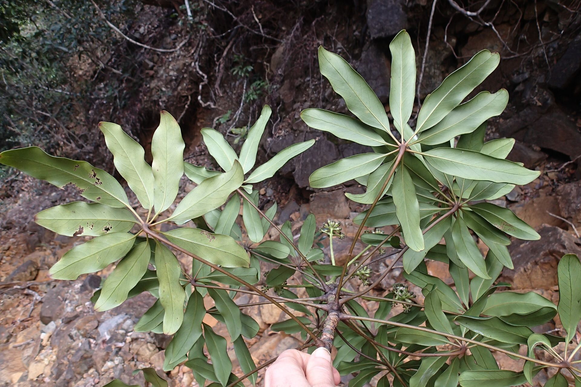 Plerandra polydactylis habit