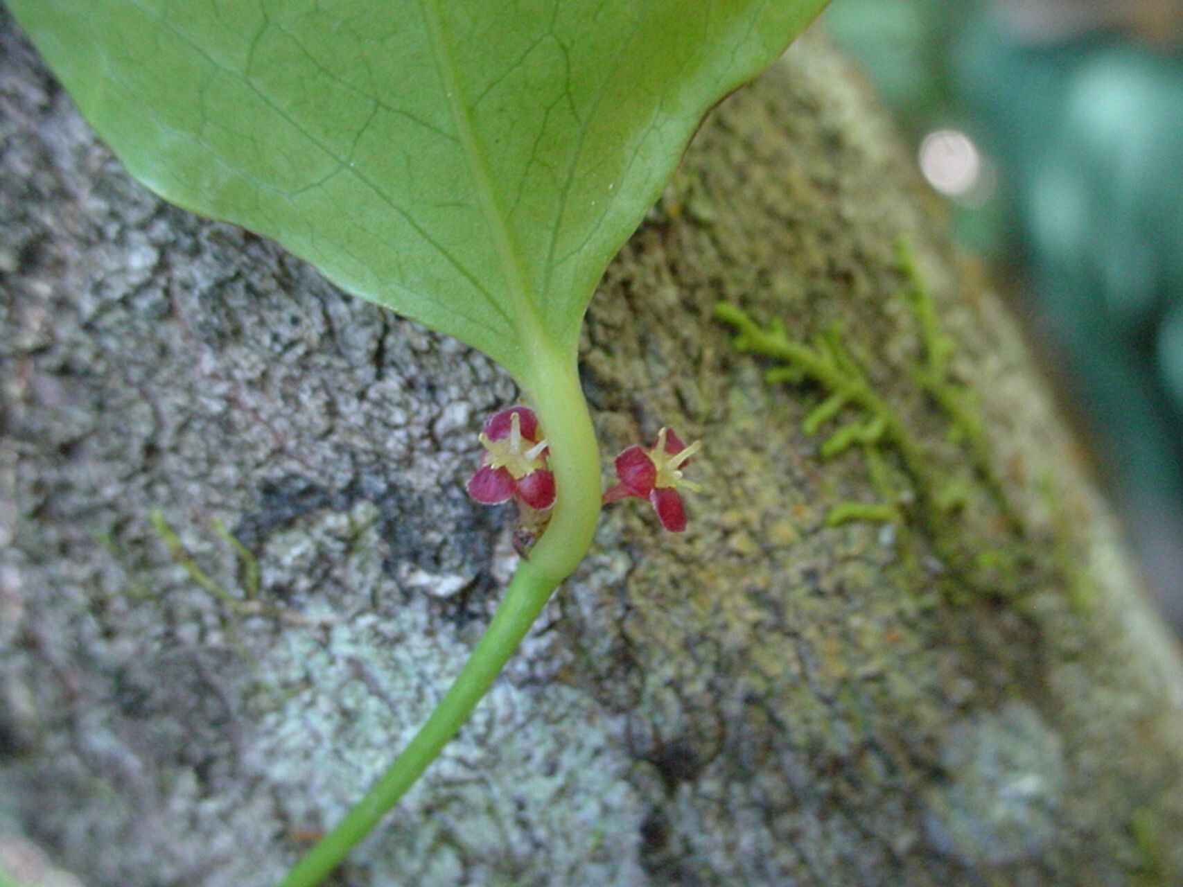 Phyllanthus aeneus flower