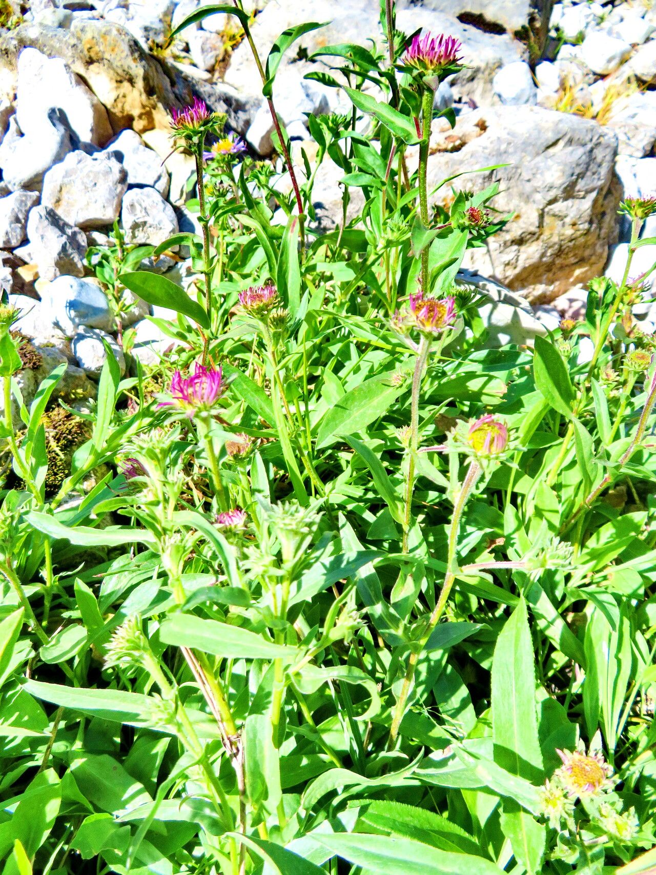 Symphyotrichum spathulatum habit