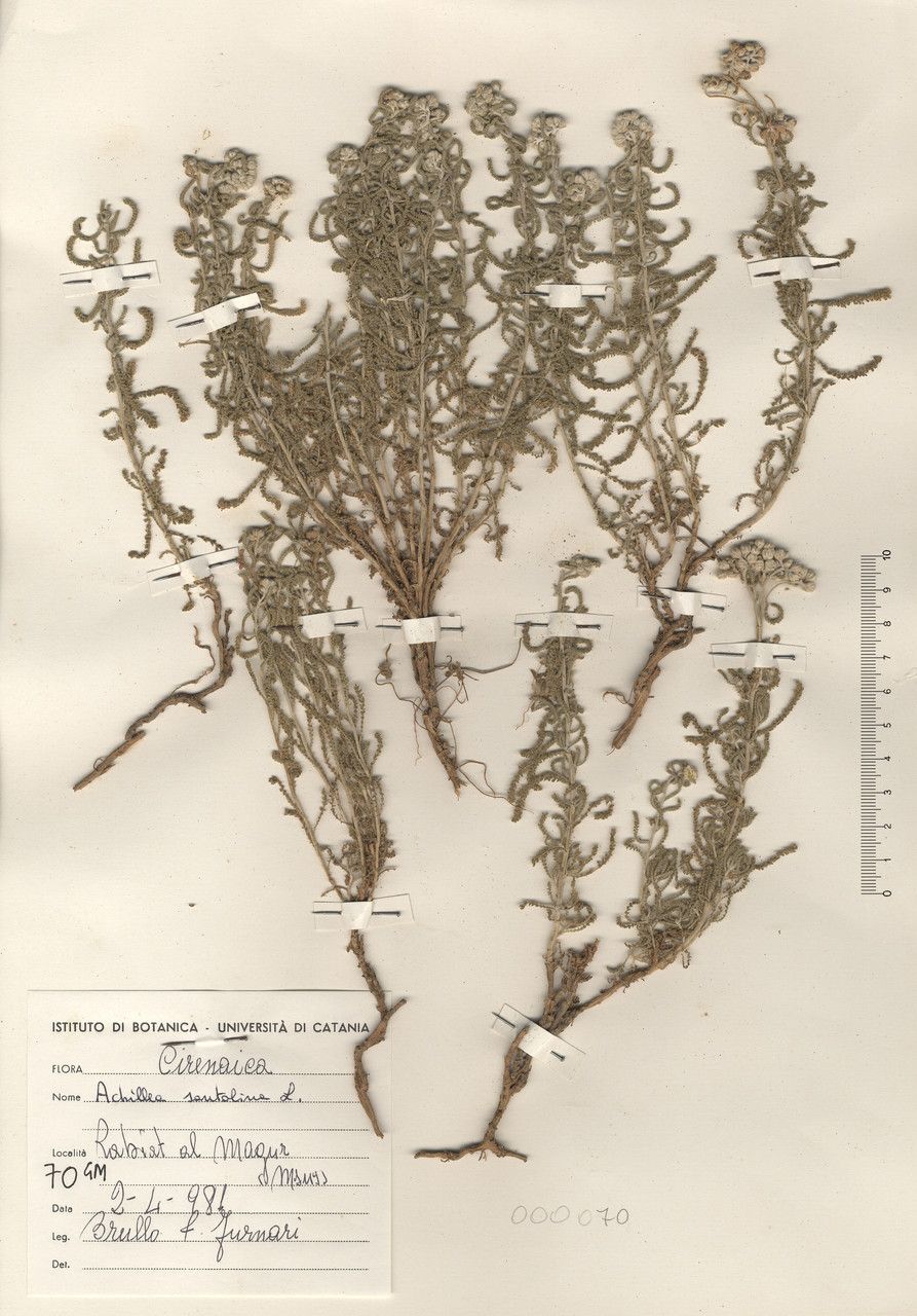 Achillea santolina habit