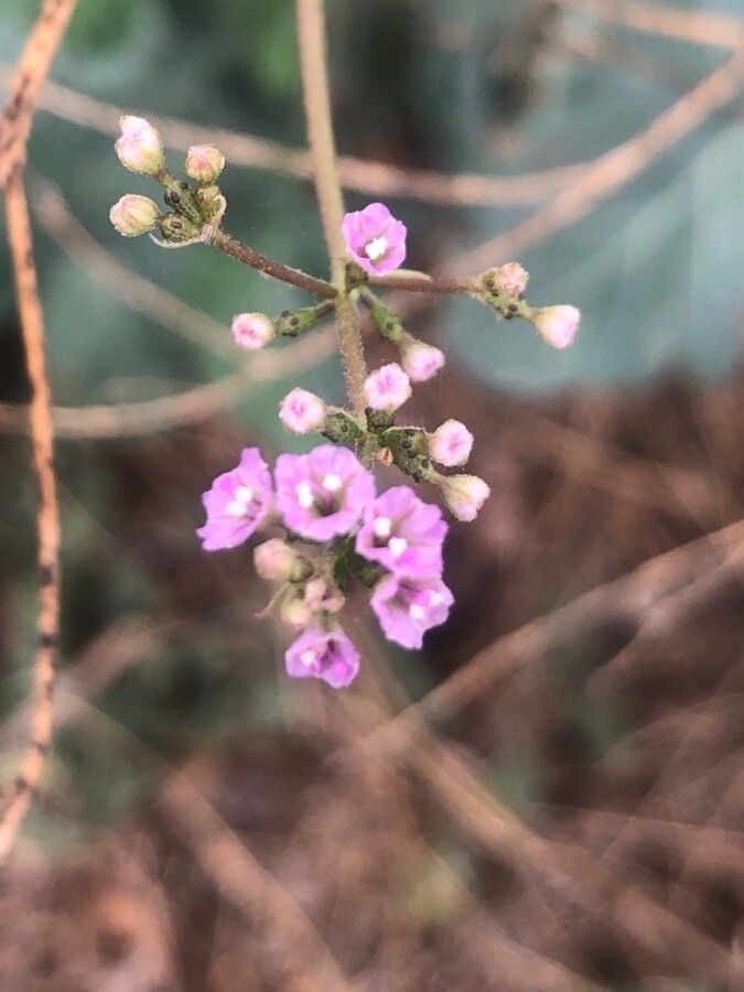 Boerhavia diffusa flower