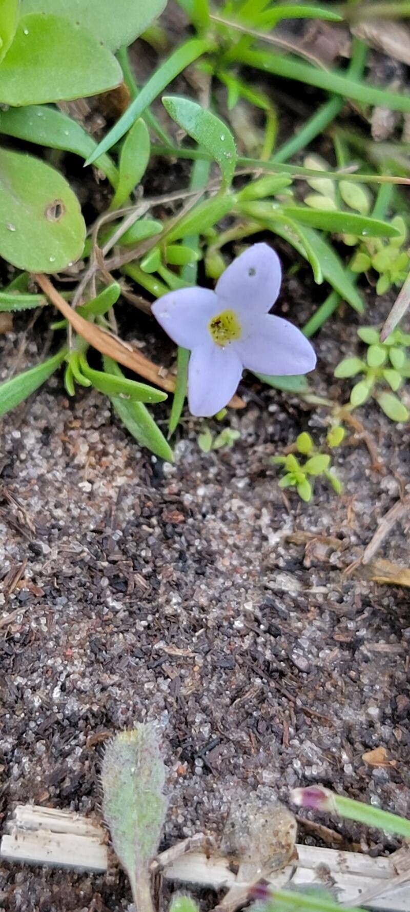 Houstonia rosea flower