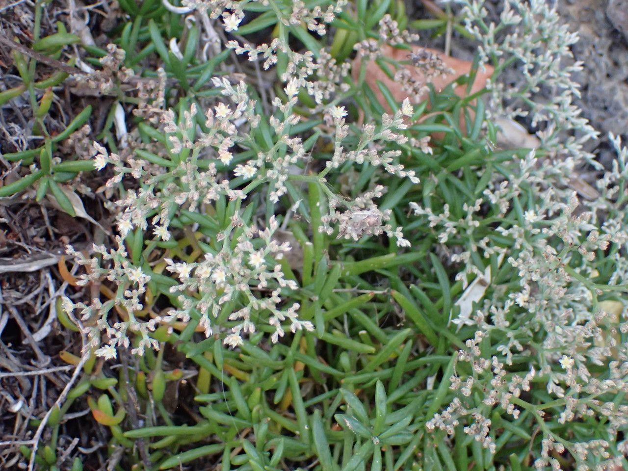 Polycarpaea smithii habit