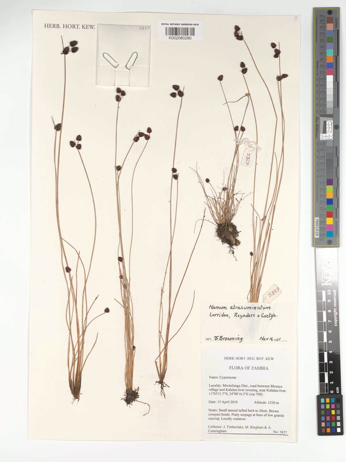 Bulbostylis atracuminata — houseplant care guide