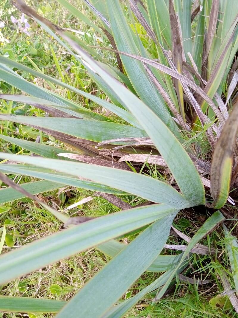 Sisyrinchium palmifolium leaf