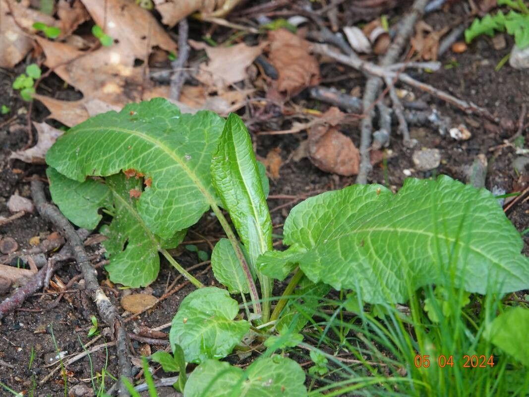 Rumex × acutus — search result for 'Rumex'