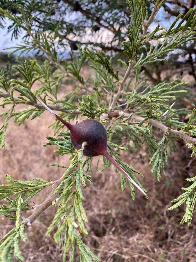Acacia drepanolobium other