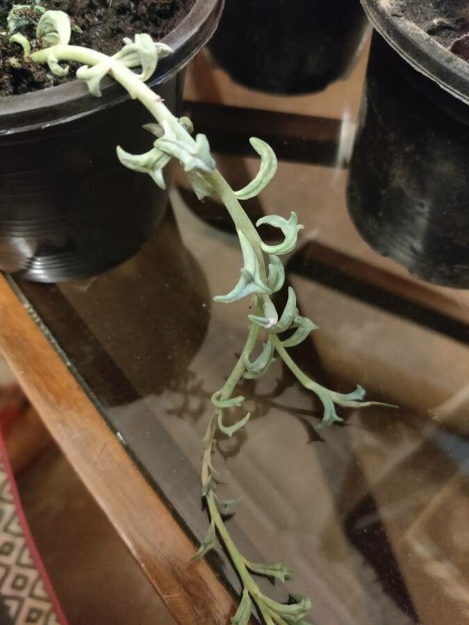 Senecio peregrinus bark