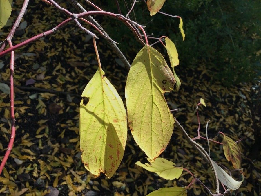 Cornus hemsleyi leaf