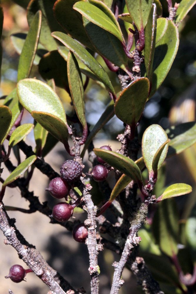 Myrsine humboldtensis — houseplant care guide