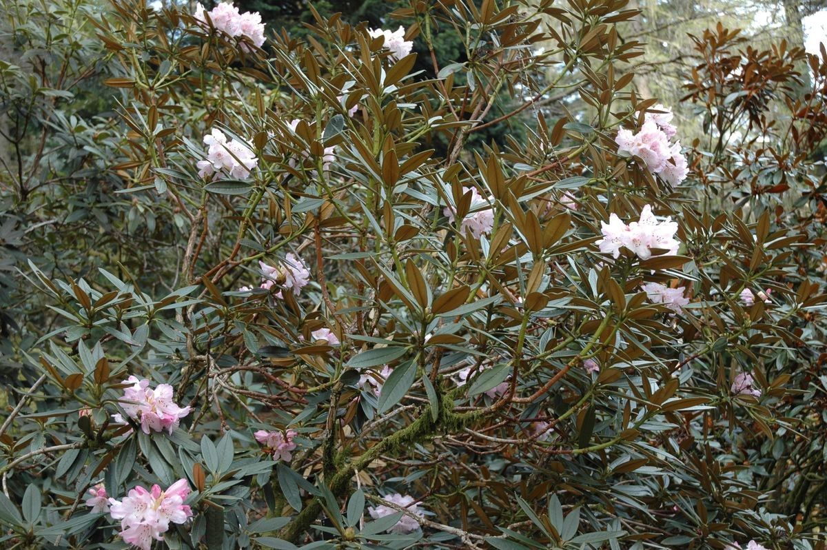 Rhododendron beesianum habit
