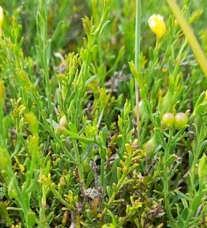 Menodora integrifolia — related species from the same genus