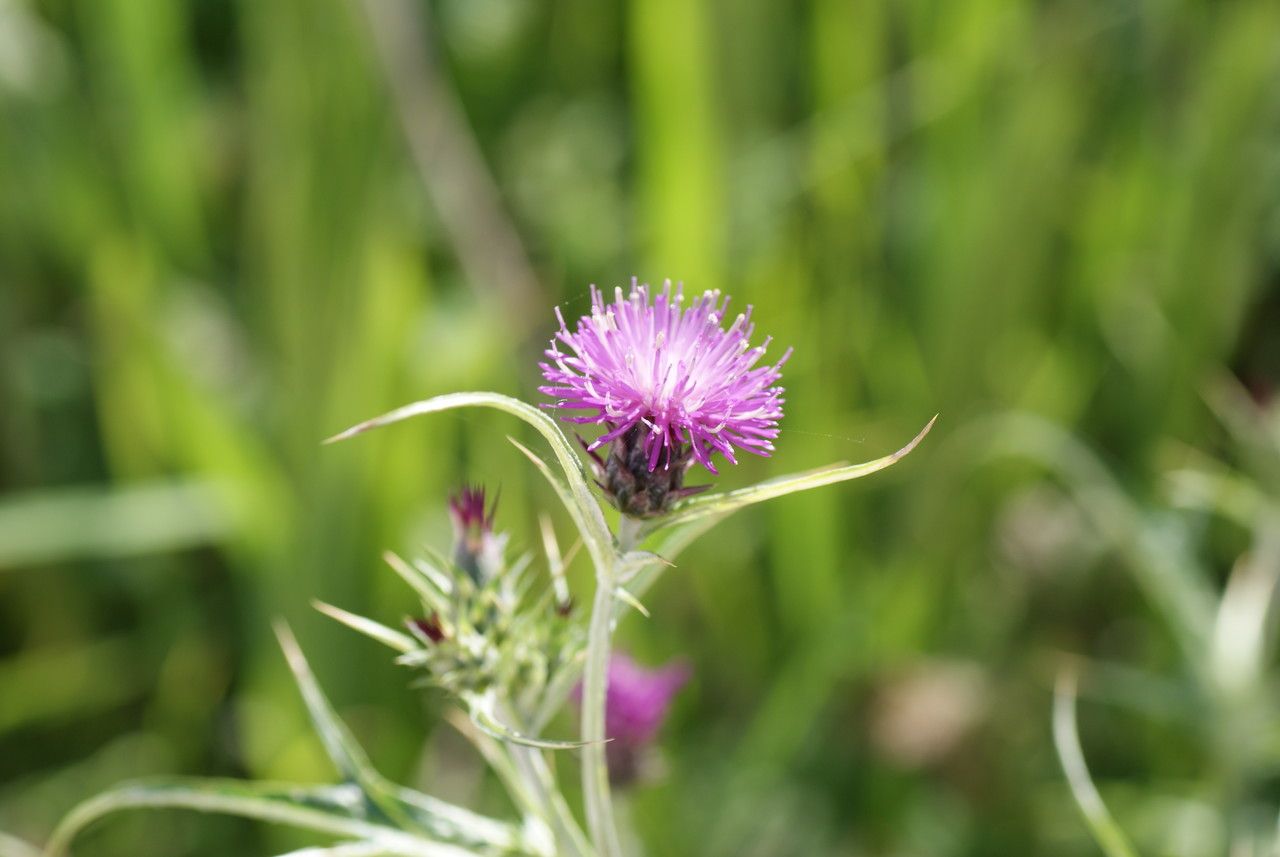 Cirsium creticum flower