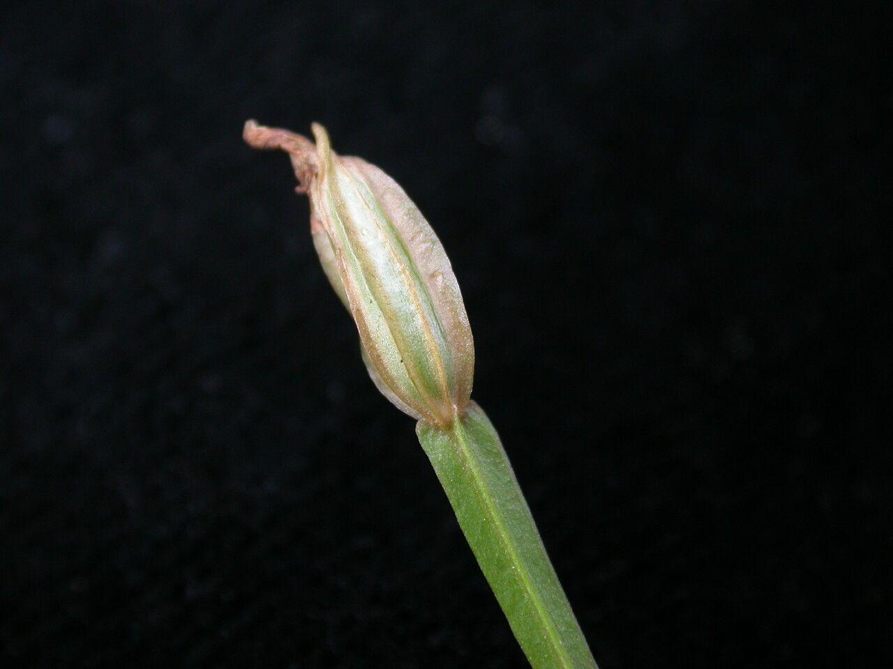 Canscora alata fruit