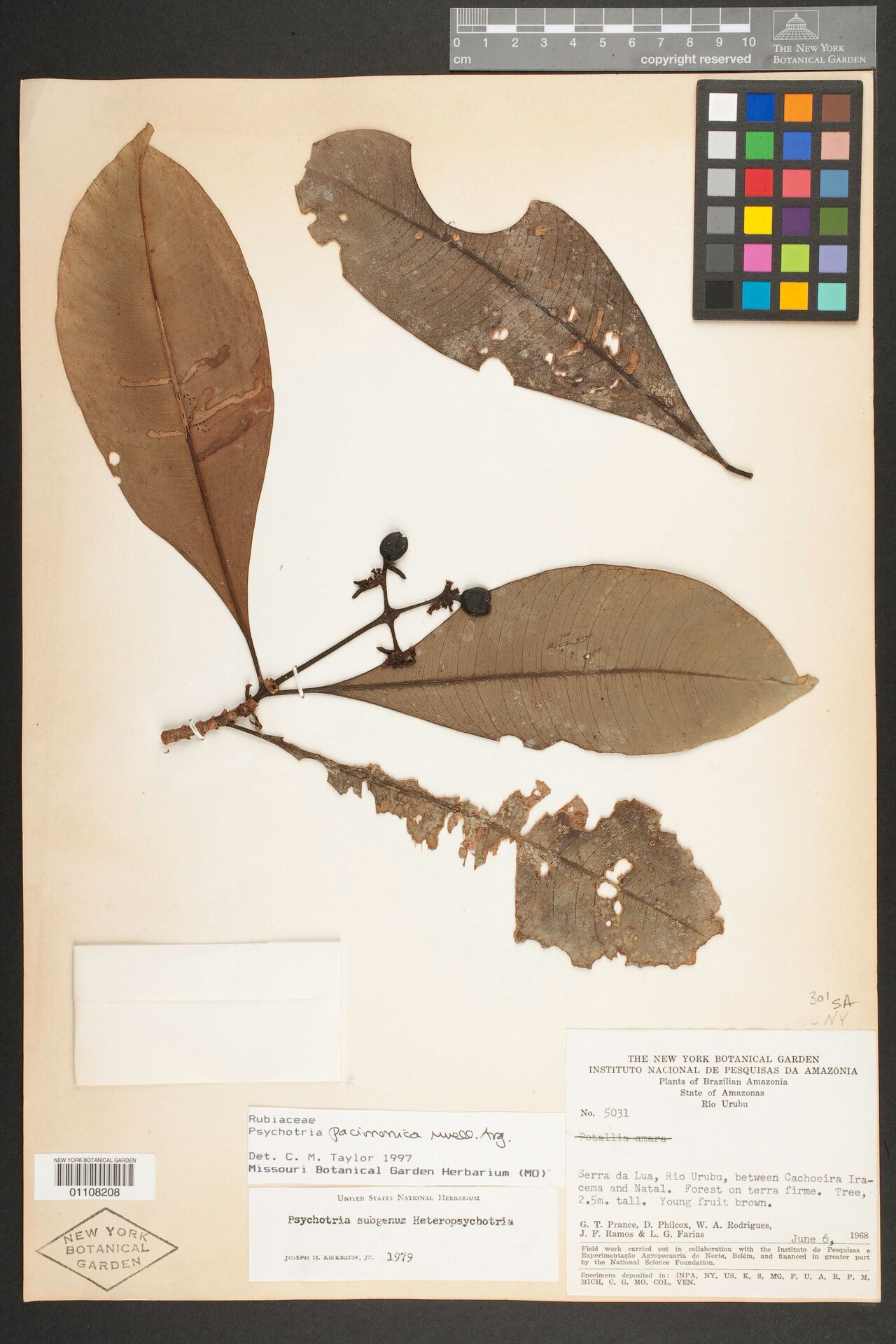 Carapichea pacimonica fruit