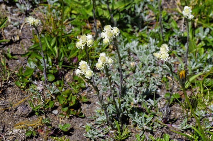 Antennaria lanata habit