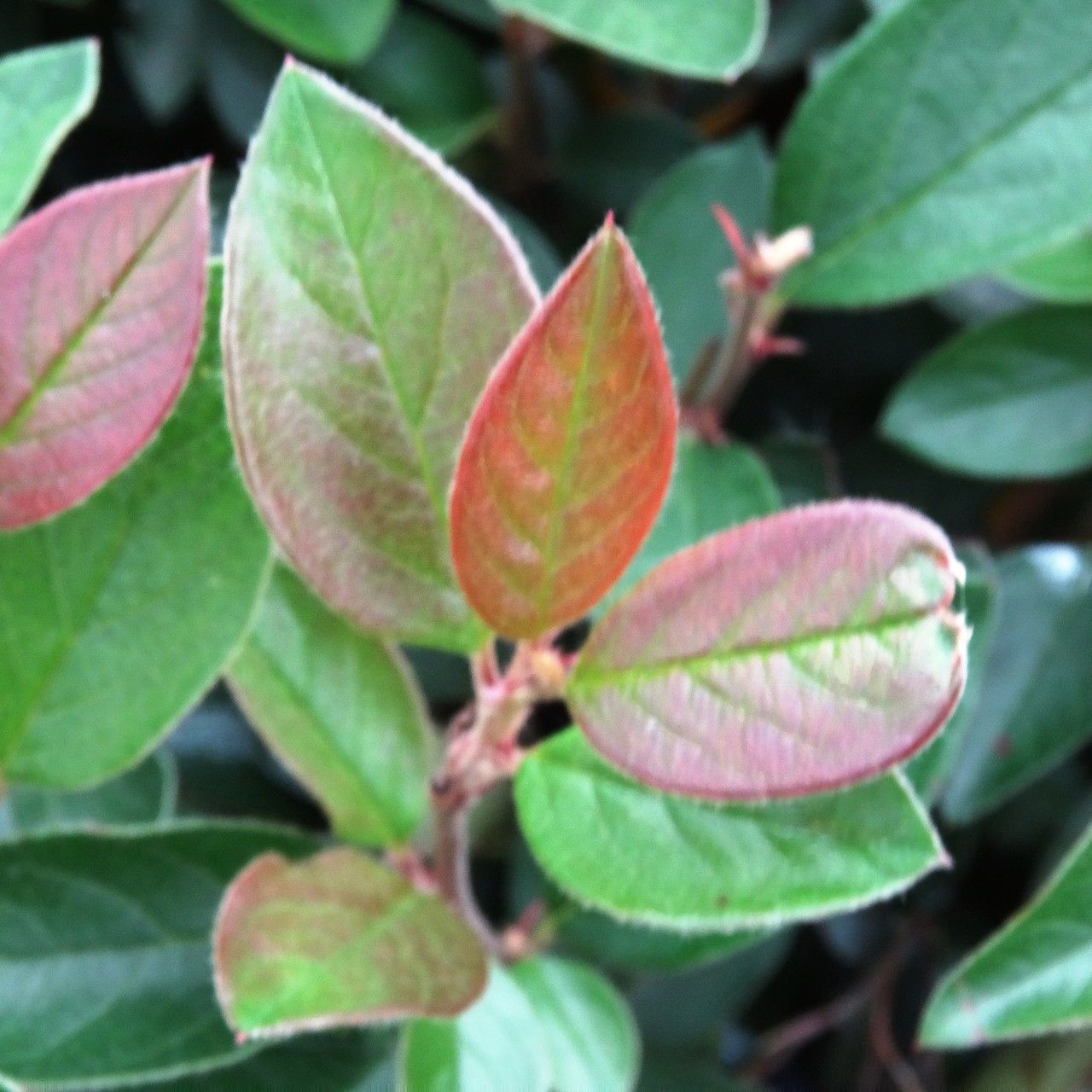 Cotoneaster acuminatus
