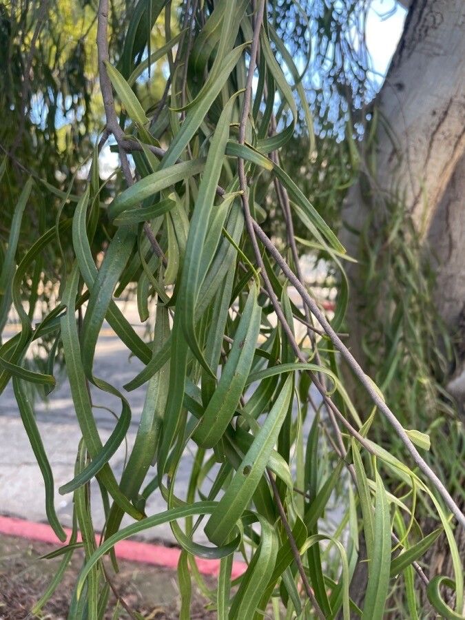 Geijera parviflora — search result for 'Rutaceae'