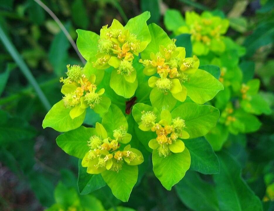 Euphorbia palustris flower