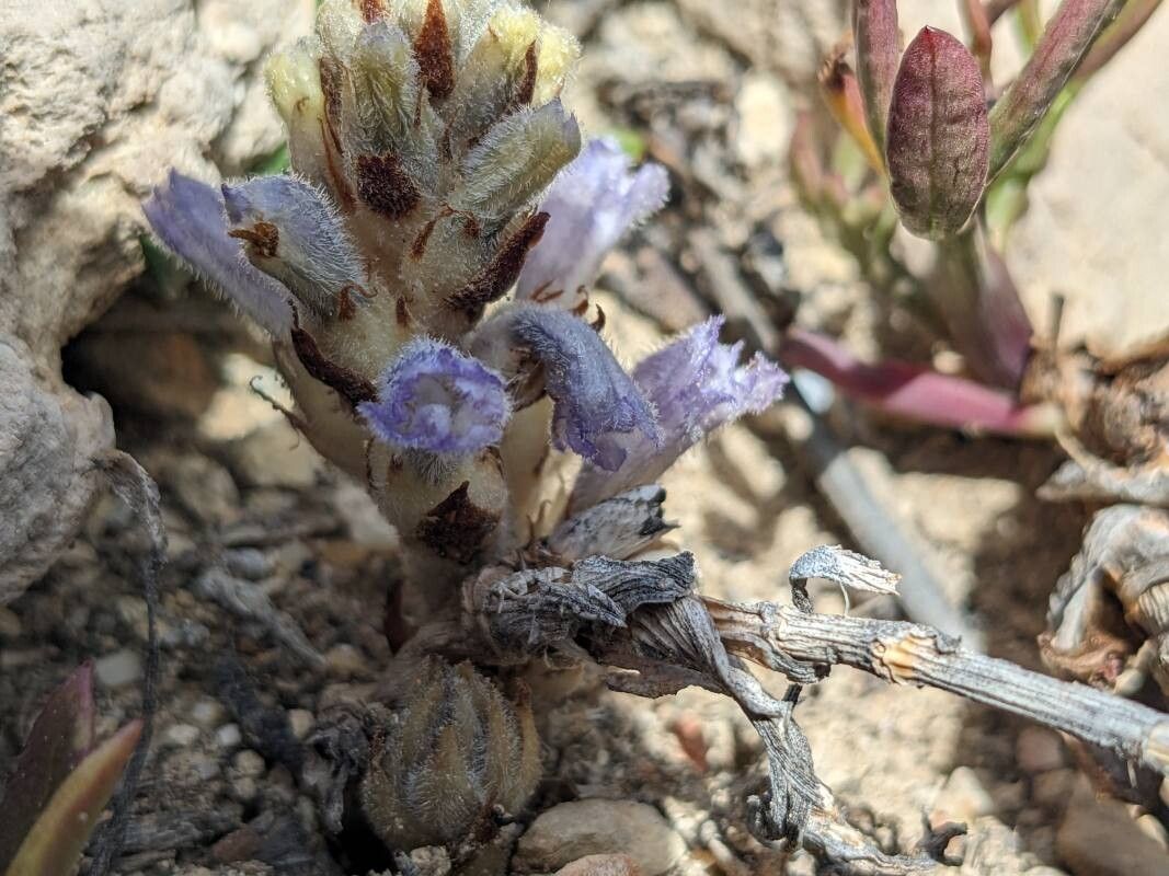 Phelipanche camphorosmae habit