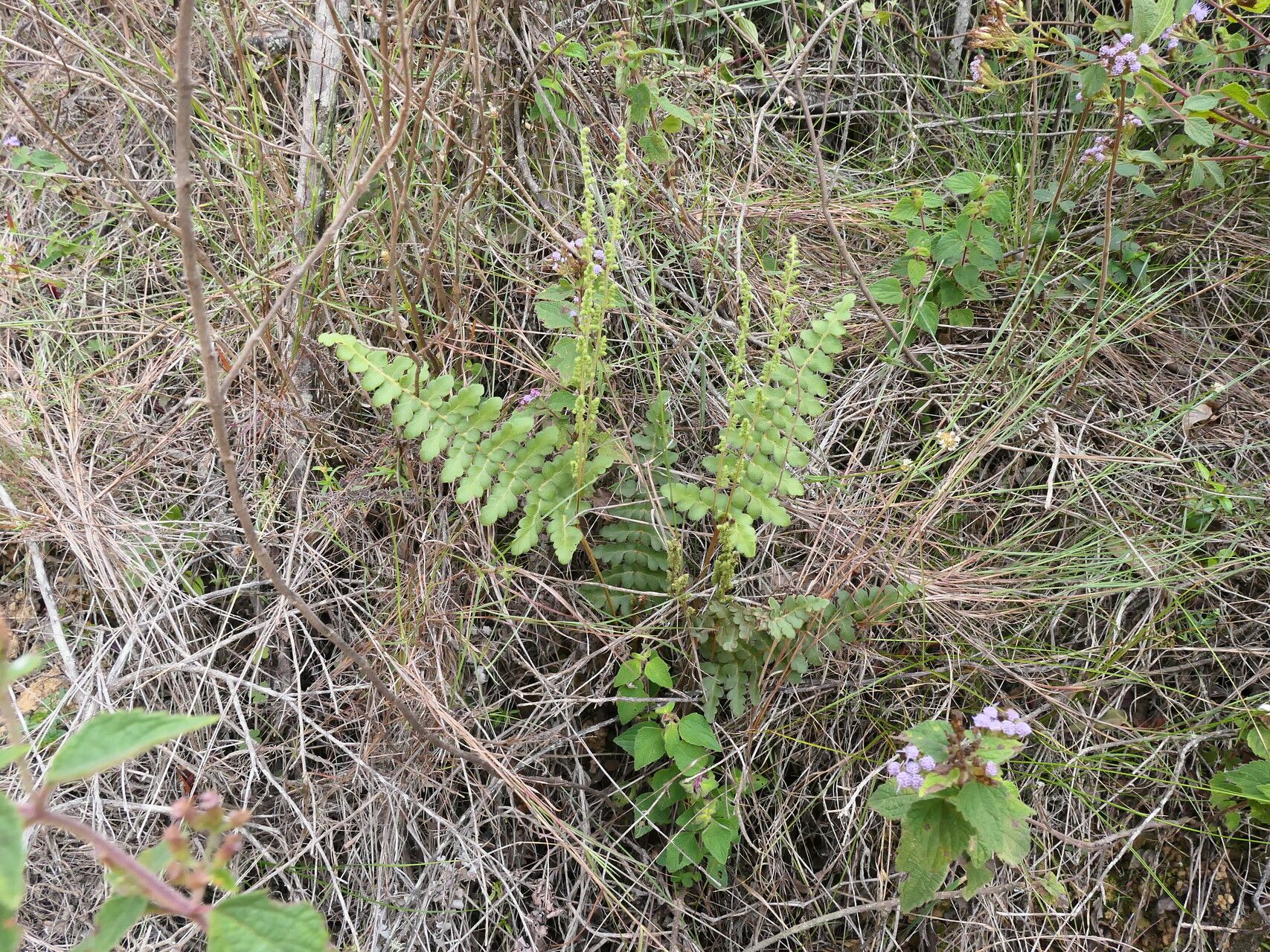 Anemia villosa habit